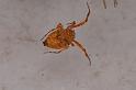 Uloborus_ZZ625_D7986_Z_88_North Stradbroke island_Australie